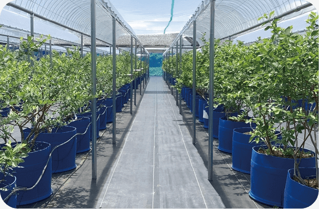 ミヤコブルーベリー狩り園